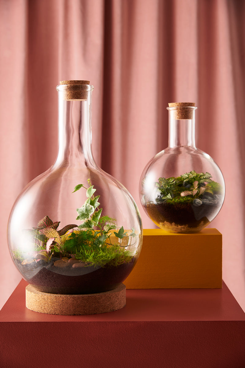 Large Boiling Flask Terrarium ALKEMI store