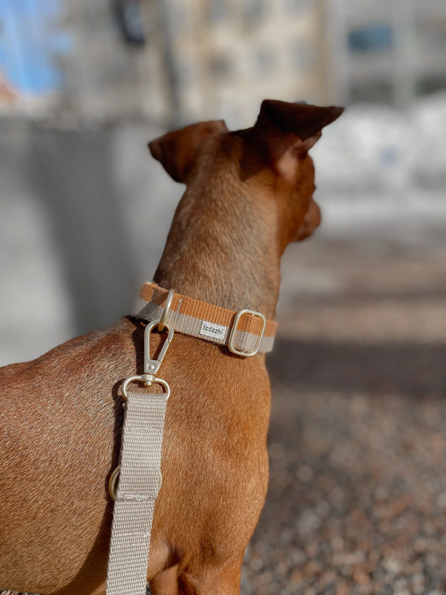 Dog Collar in Powder & Light Brown