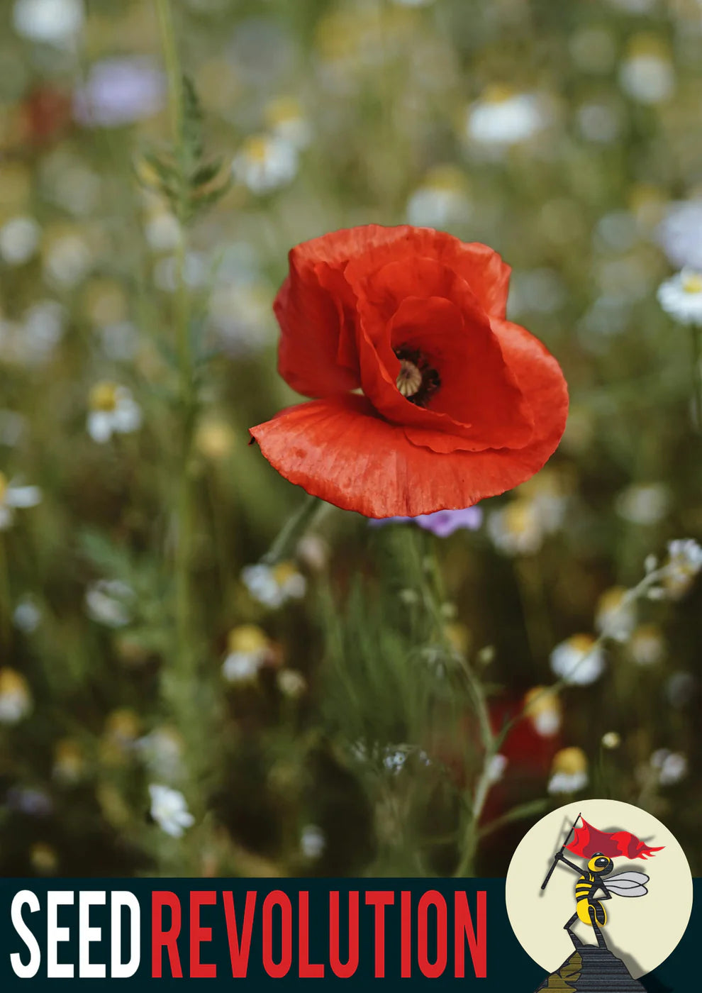 Spread the Wild Wildflower Seed Mix