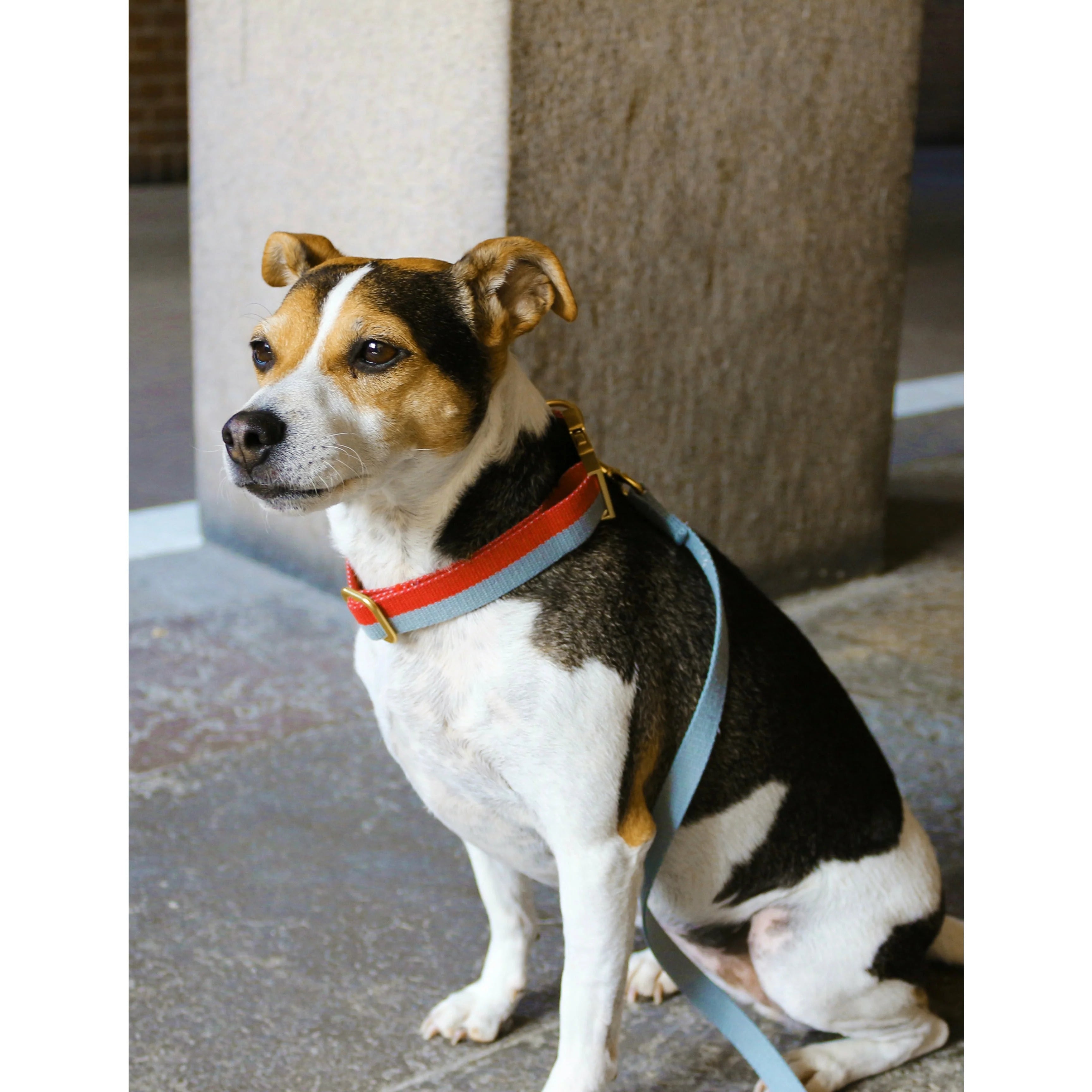 Dog Collar in Red & Faded Blue