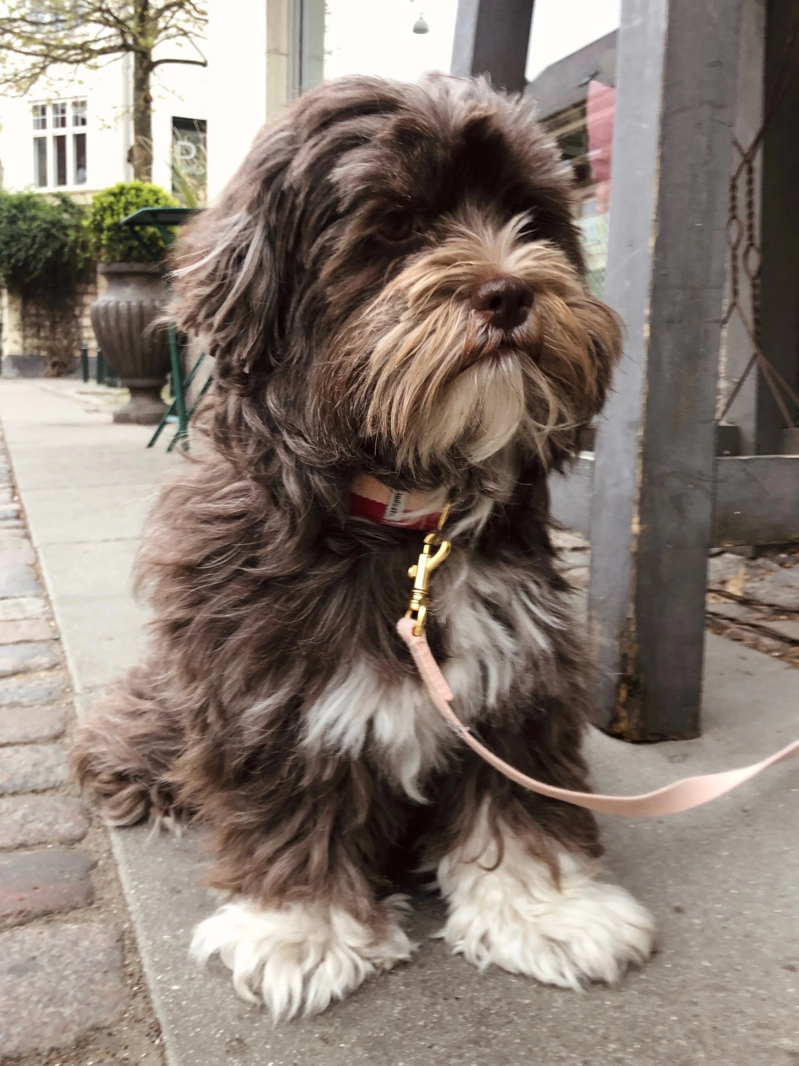 Dog Collar in Red & Powder