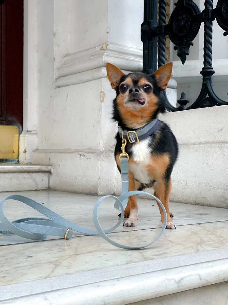 Dog Leash in Faded Blue