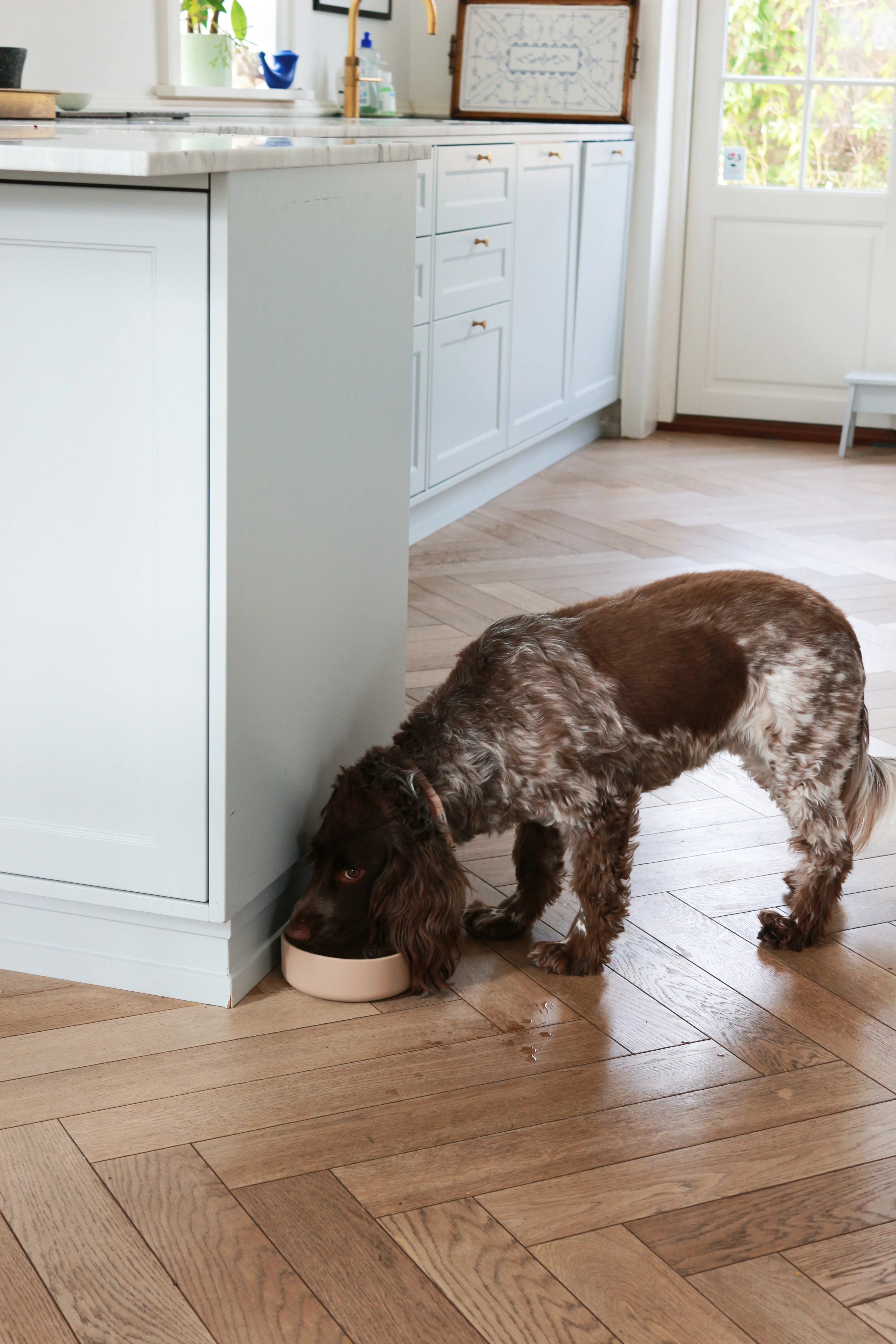 Dog Food Bowl Gray Brown in Large (20 x 7 cm)