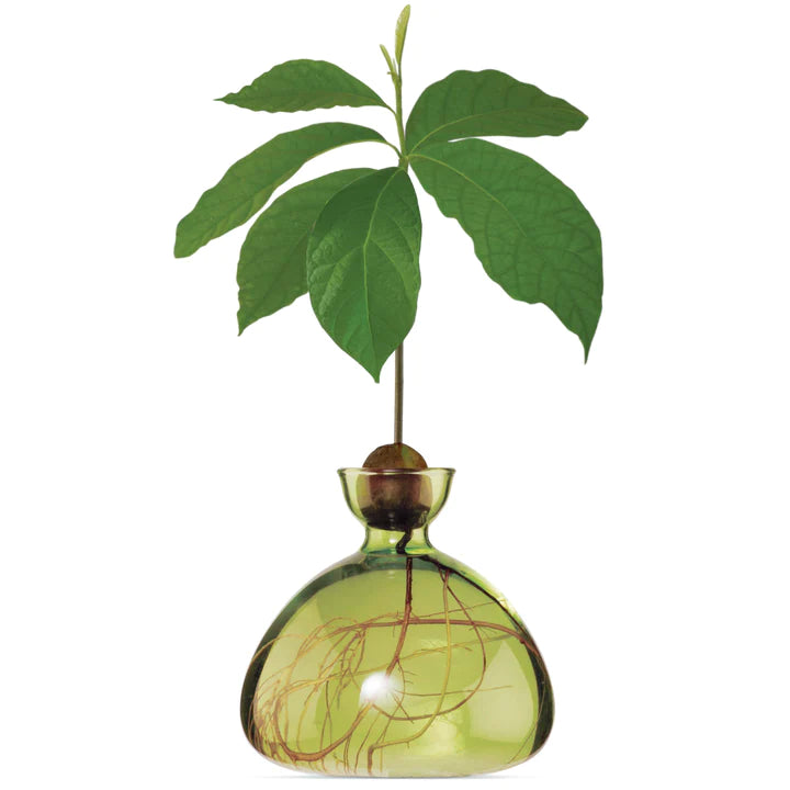 Avocado Vase in Grass Green