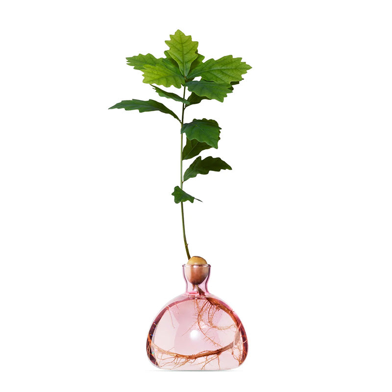 Acorn Vase in Rose Pink
