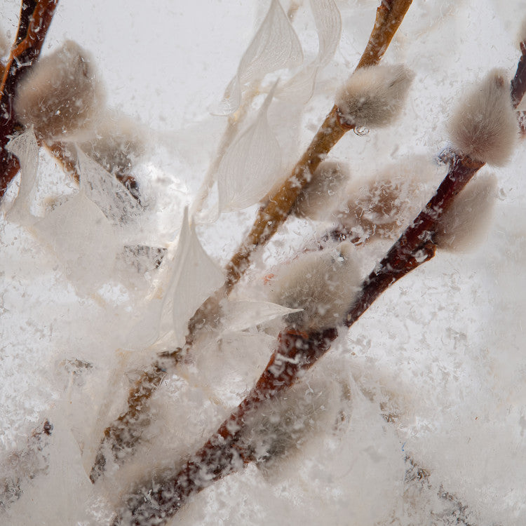 Piece of Time Herbarium - Winter Forest in Small Size