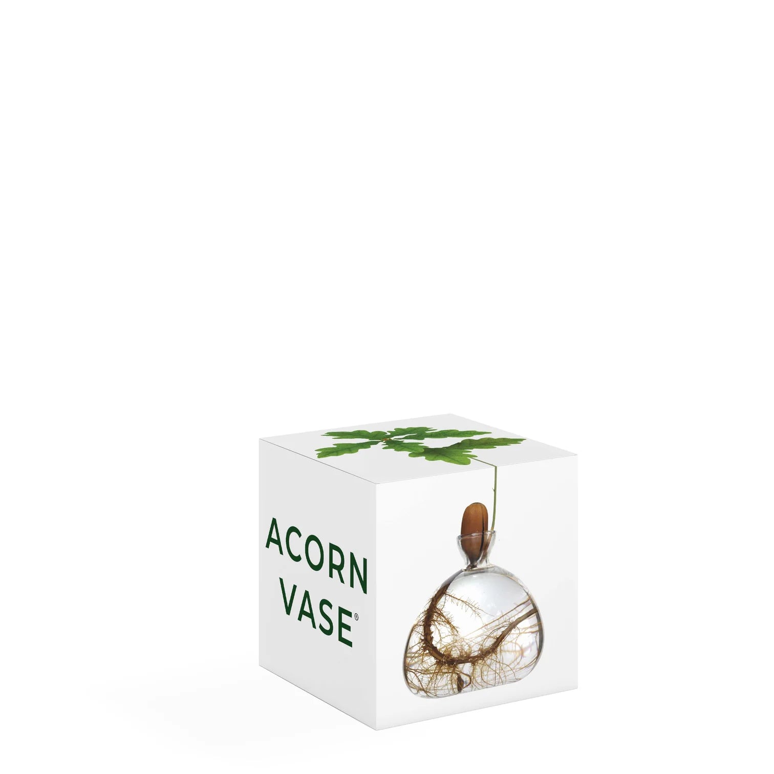 Acorn Vase in Clear