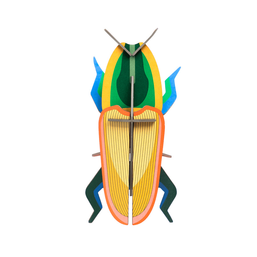 Madagascar Beetle