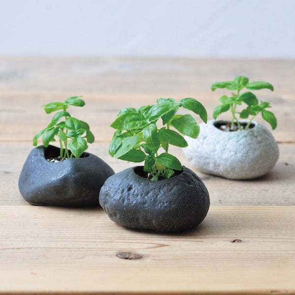 Grow Basil at Home Kit - Plants Rock!