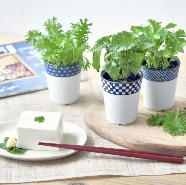 Grow Your Own Japanese Herbs Kit in a Ceramic Pot - Wasabina