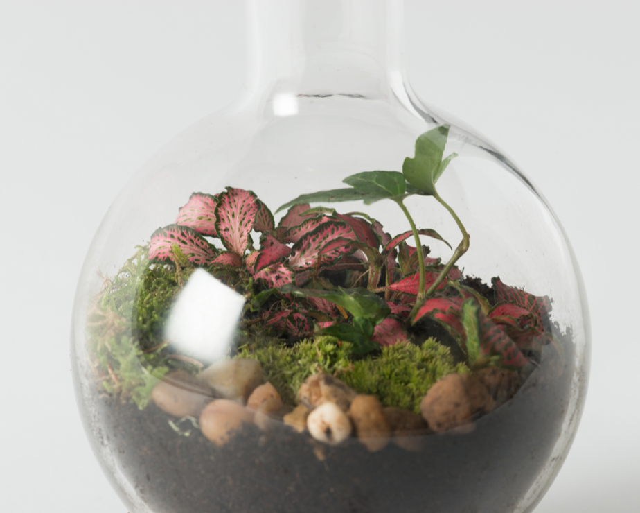 Small Boiling Flask Terrarium