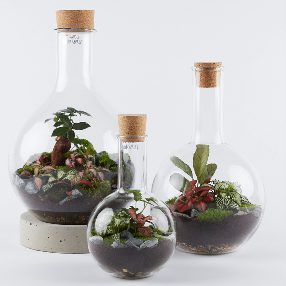 Small Boiling Flask Terrarium
