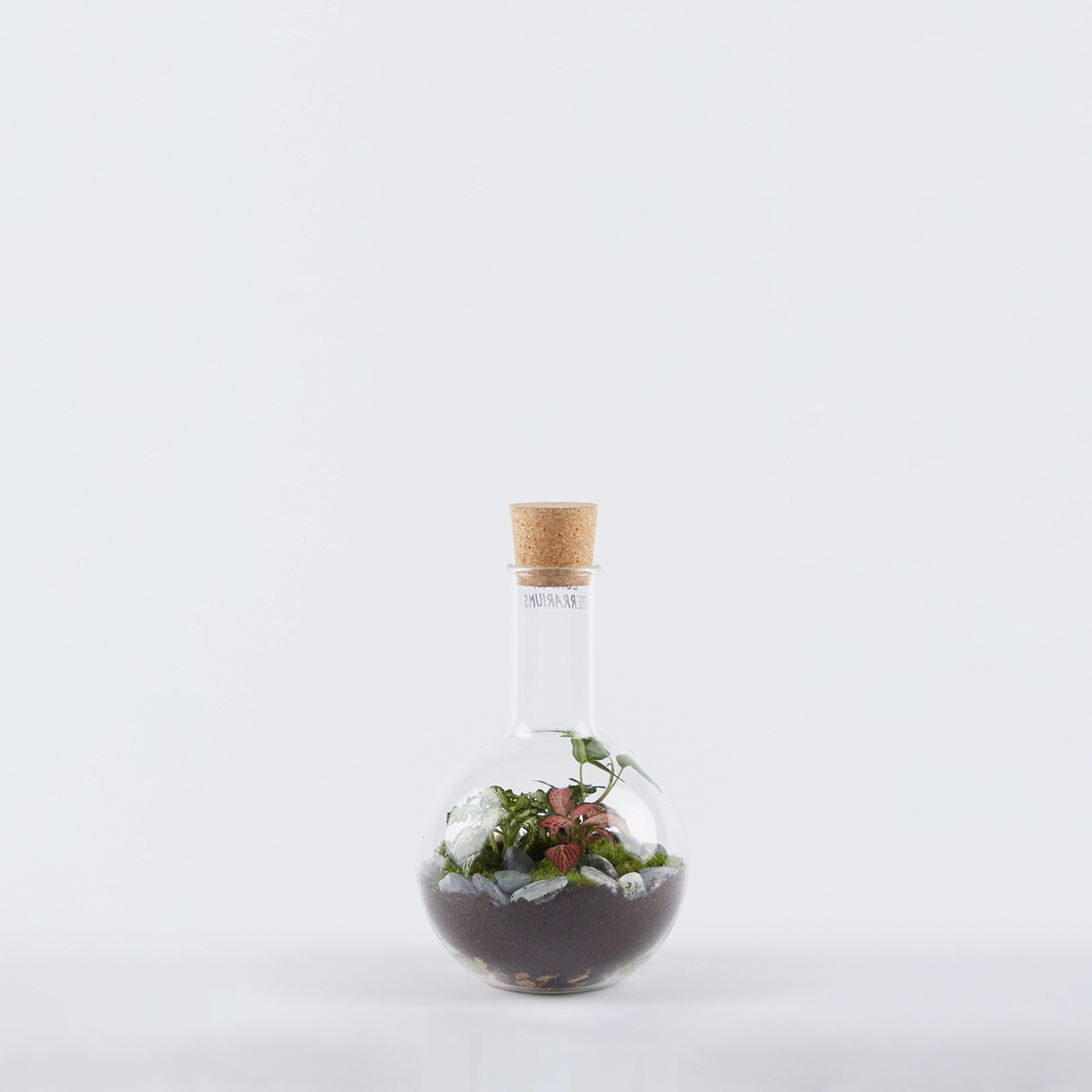 Small Boiling Flask Terrarium