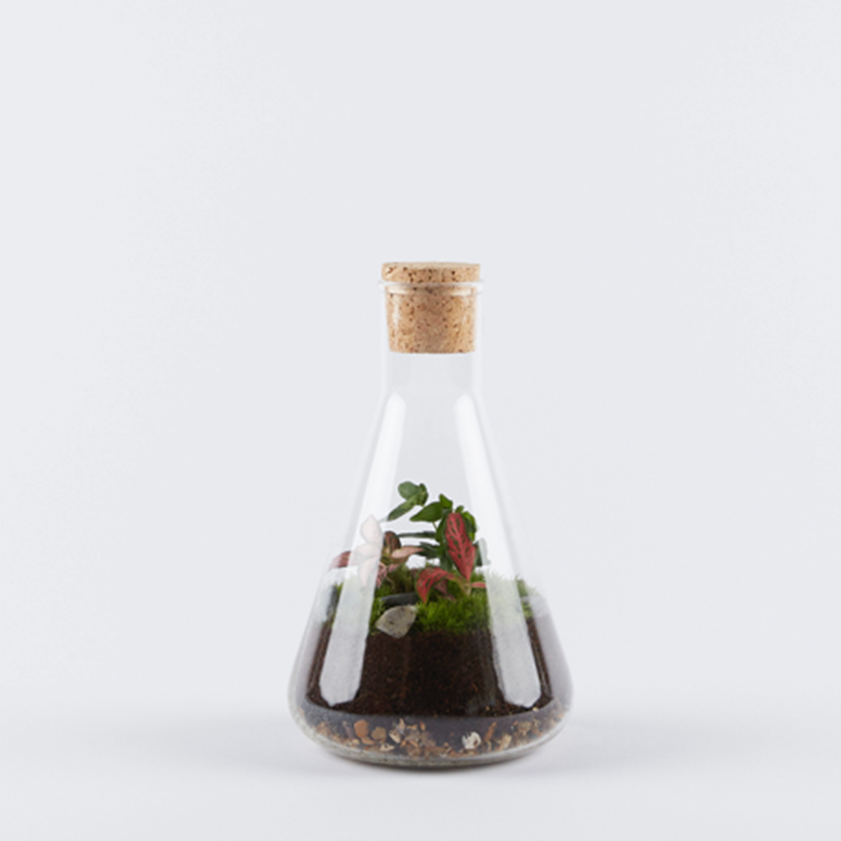 Medium Conical Flask Terrarium