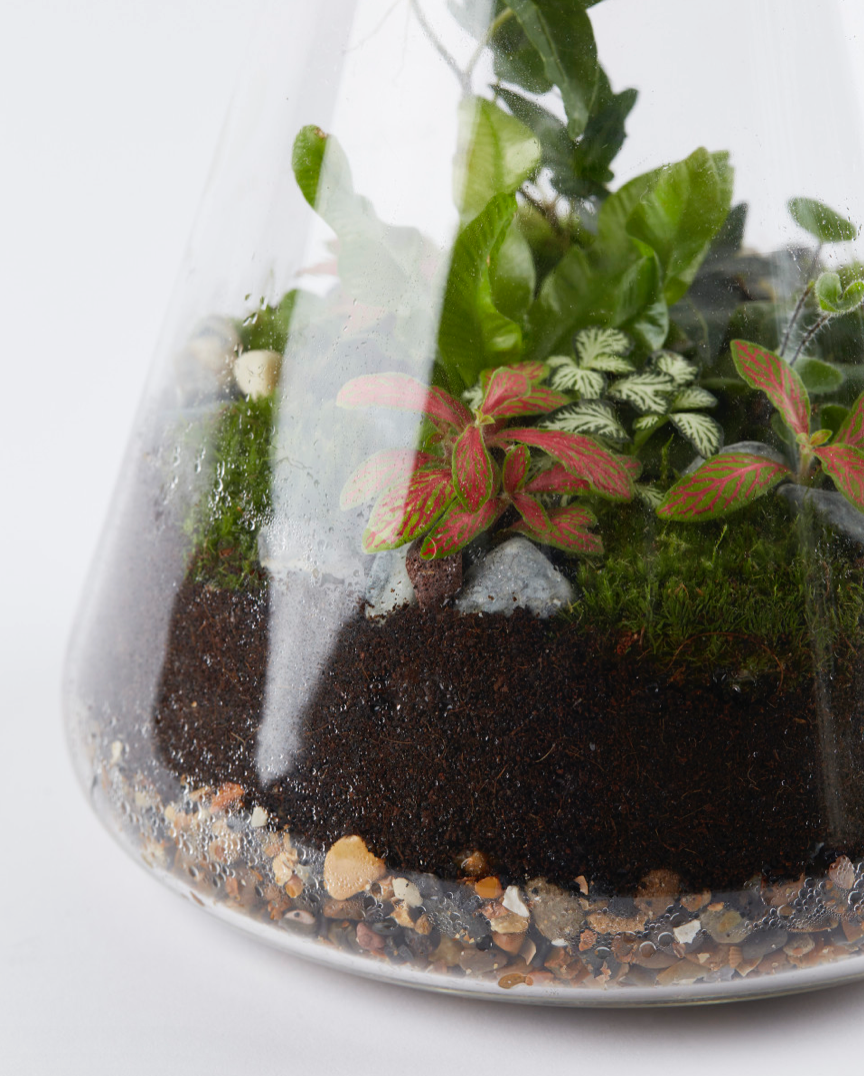 Medium Conical Flask Terrarium