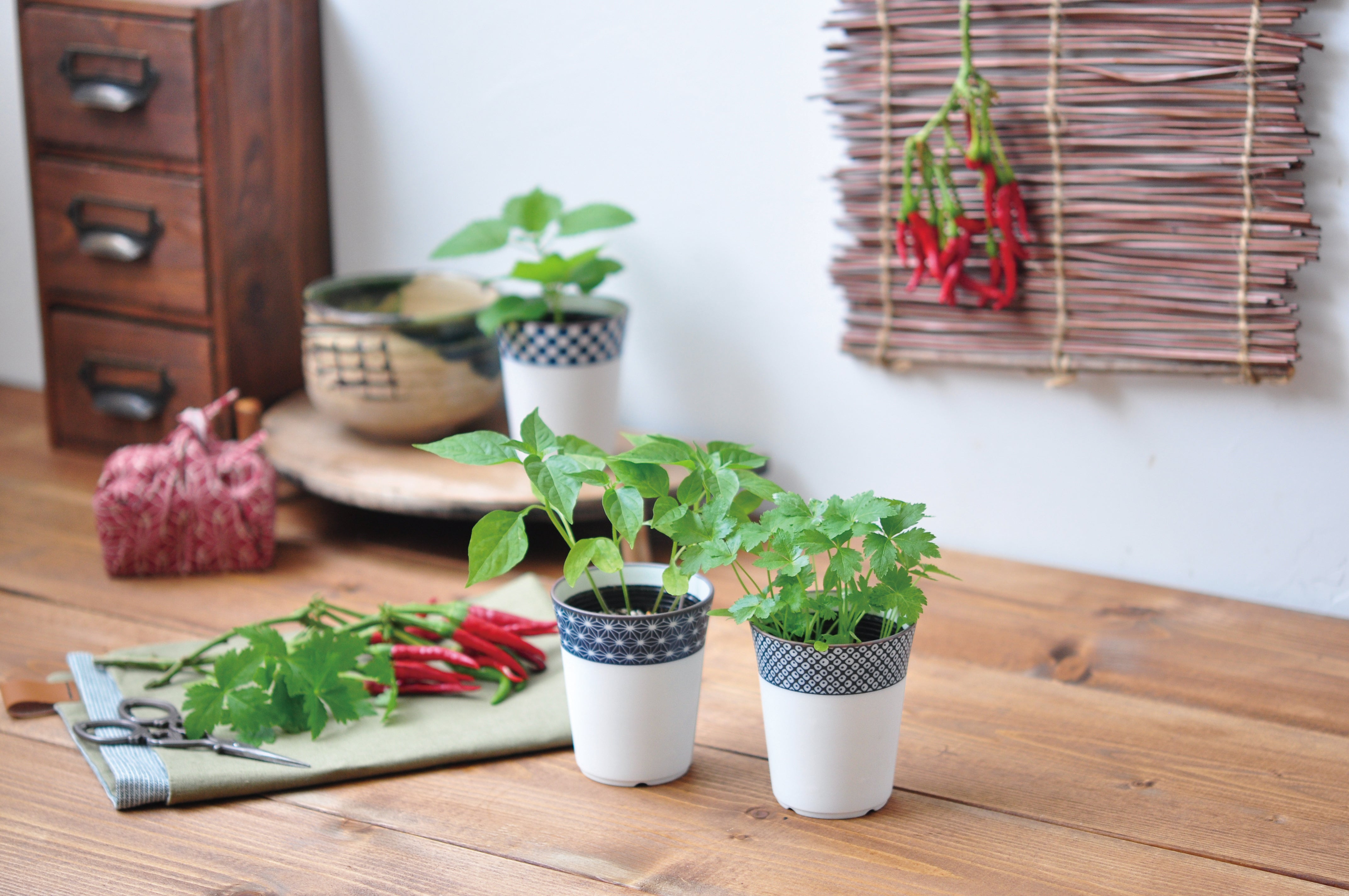 Grow Your Own Japanese Herbs Kit in a Ceramic Pot - Shiso